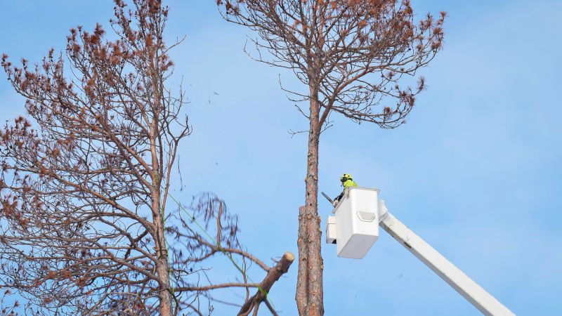 Arborist Tree Service in Reno, NV