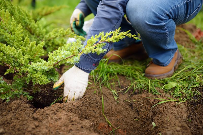 Pear Tree Planting in Ventura County, CA